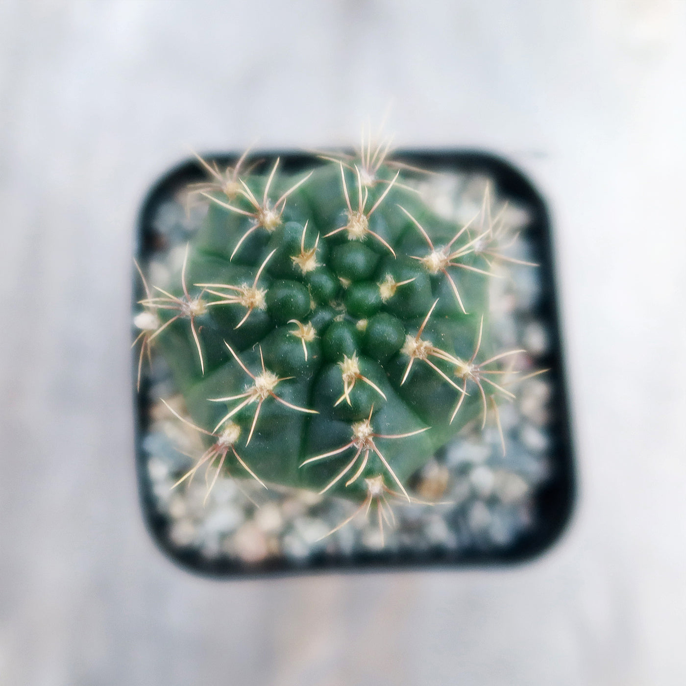 Gymnocalycium schroederianum bossii