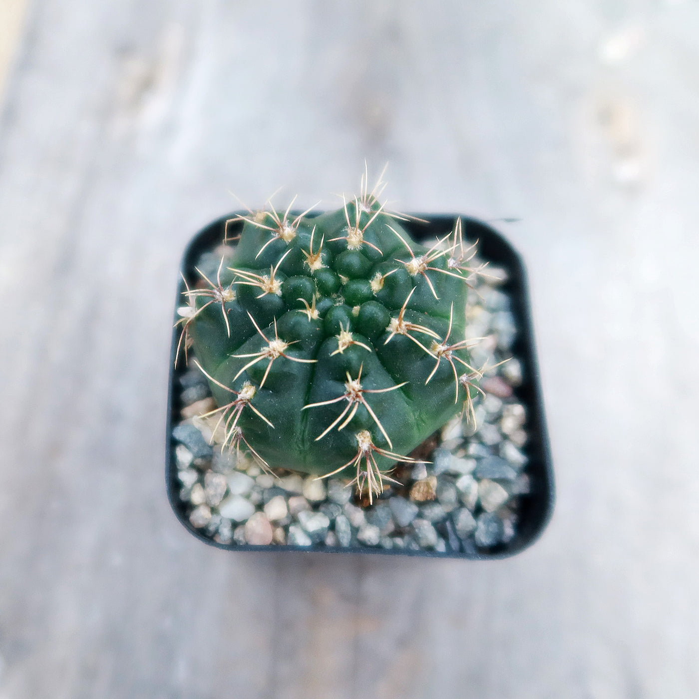 Gymnocalycium schroederianum bossii