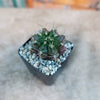 Gymnocalycium tucavocense damsii
