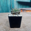 Gymnocalycium tucavocense damsii