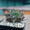 Gymnocalycium tucavocense damsii