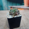 Gymnocalycium tucavocense damsii