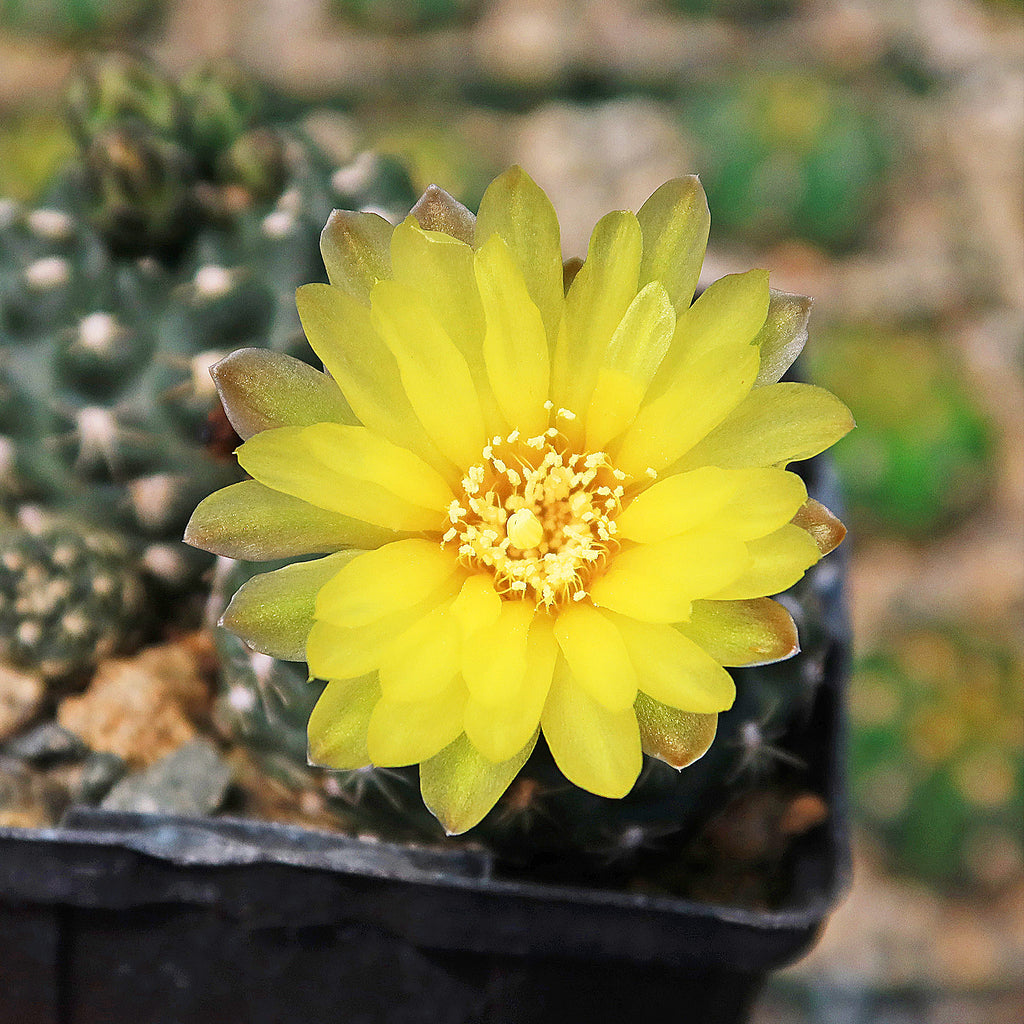 Gymnocalycium amerhauseri