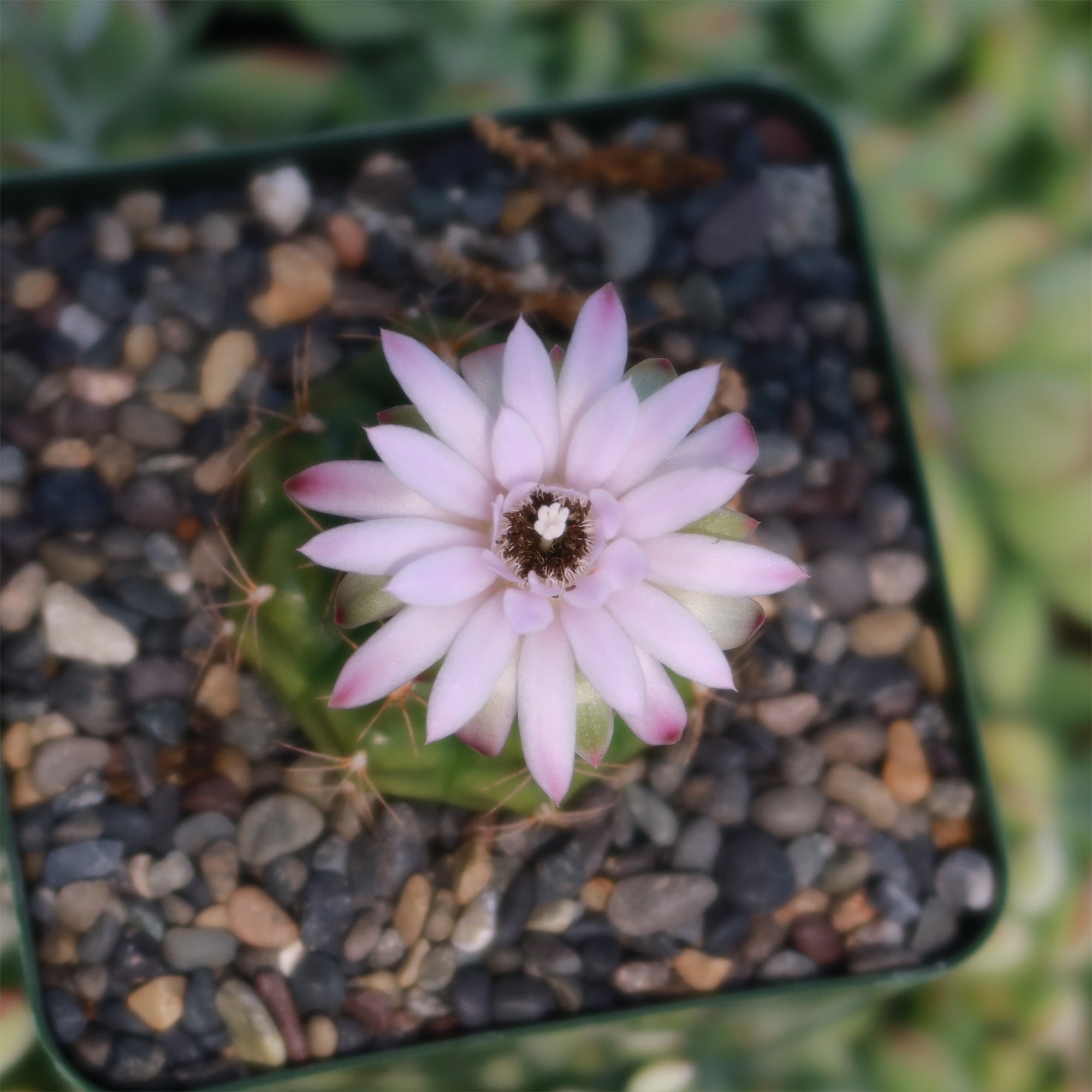 Gymnocalycium anisitsii