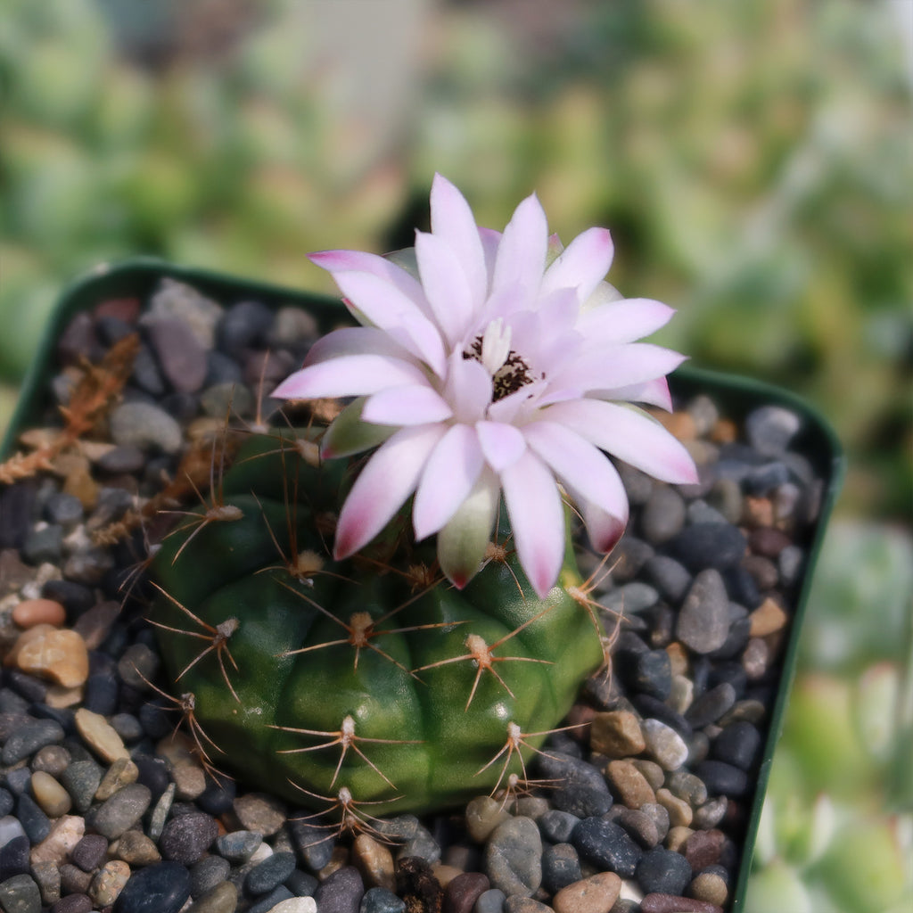 Gymnocalycium anisitsii