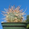 Gymnocalycium cardenasianum