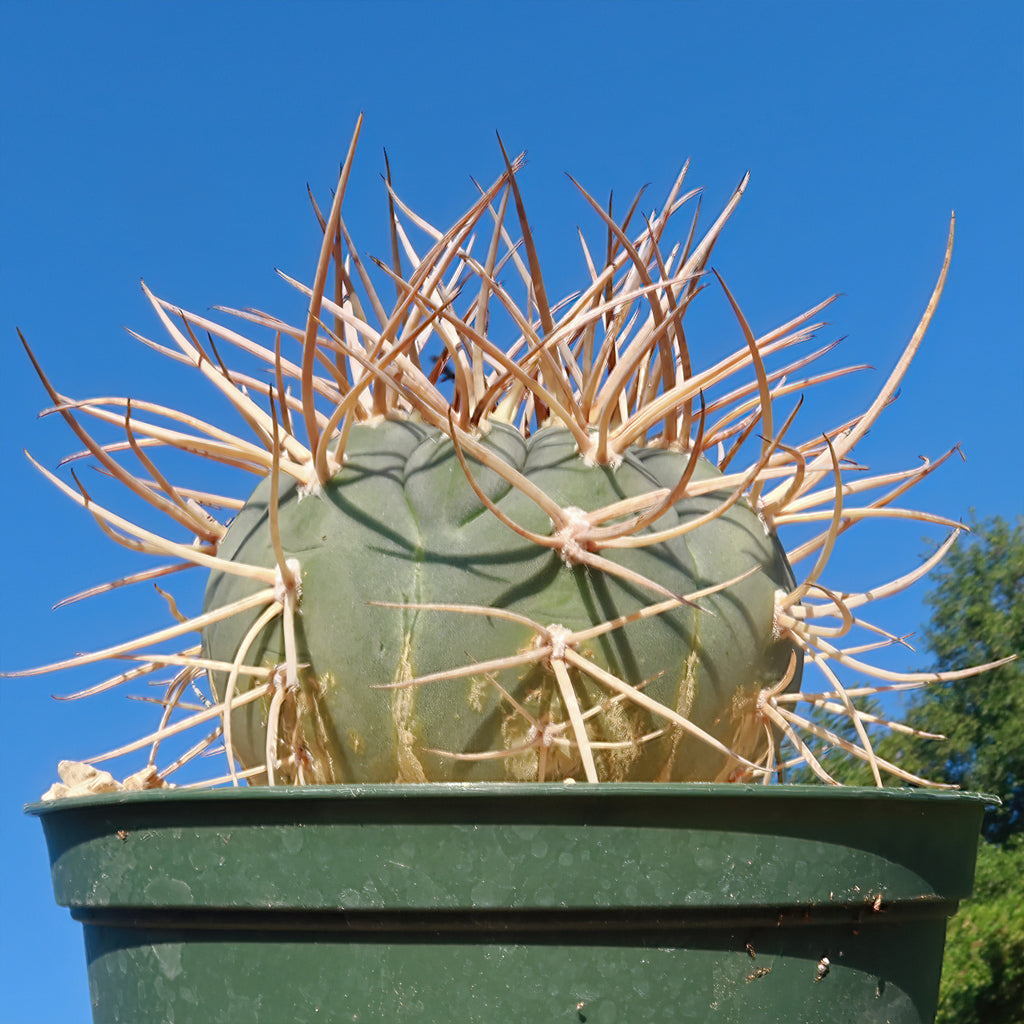 Gymnocalycium cardenasianum