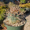 Gymnocalycium cardenasianum