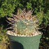 Gymnocalycium cardenasianum