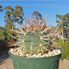 Gymnocalycium cardenasianum