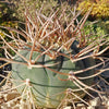 Gymnocalycium cardenasianum