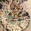 Gymnocalycium cardenasianum