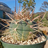 Gymnocalycium cardenasianum