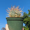 Gymnocalycium cardenasianum