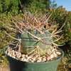 Gymnocalycium cardenasianum