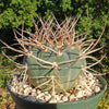 Gymnocalycium cardenasianum