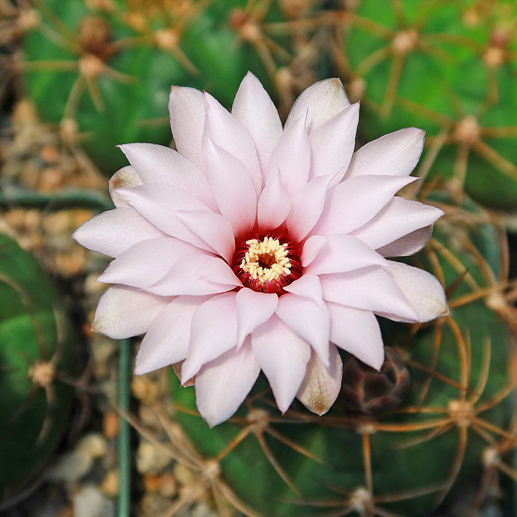 Gymnocalycium chiquitanum - Chin Cactus