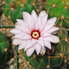 Gymnocalycium chiquitanum - Chin Cactus