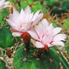 Gymnocalycium chiquitanum - Chin Cactus