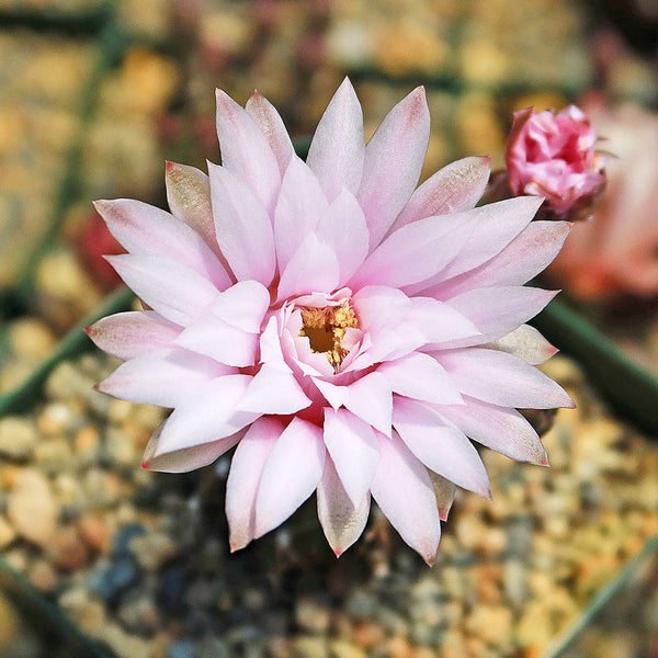 Shop 'Gymnocalycium friedrichii' Care & Growing Guide