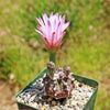 Gymnocalycium friedrichii