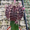 Grafted Purple Moon Cactus - Gymnocalycium mihanovichii Hibotan