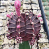 Grafted Purple Moon Cactus - Gymnocalycium mihanovichii Hibotan