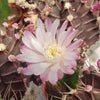 Grafted Purple Moon Cactus - Gymnocalycium mihanovichii Hibotan