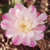 Grafted Purple Moon Cactus - Gymnocalycium mihanovichii Hibotan