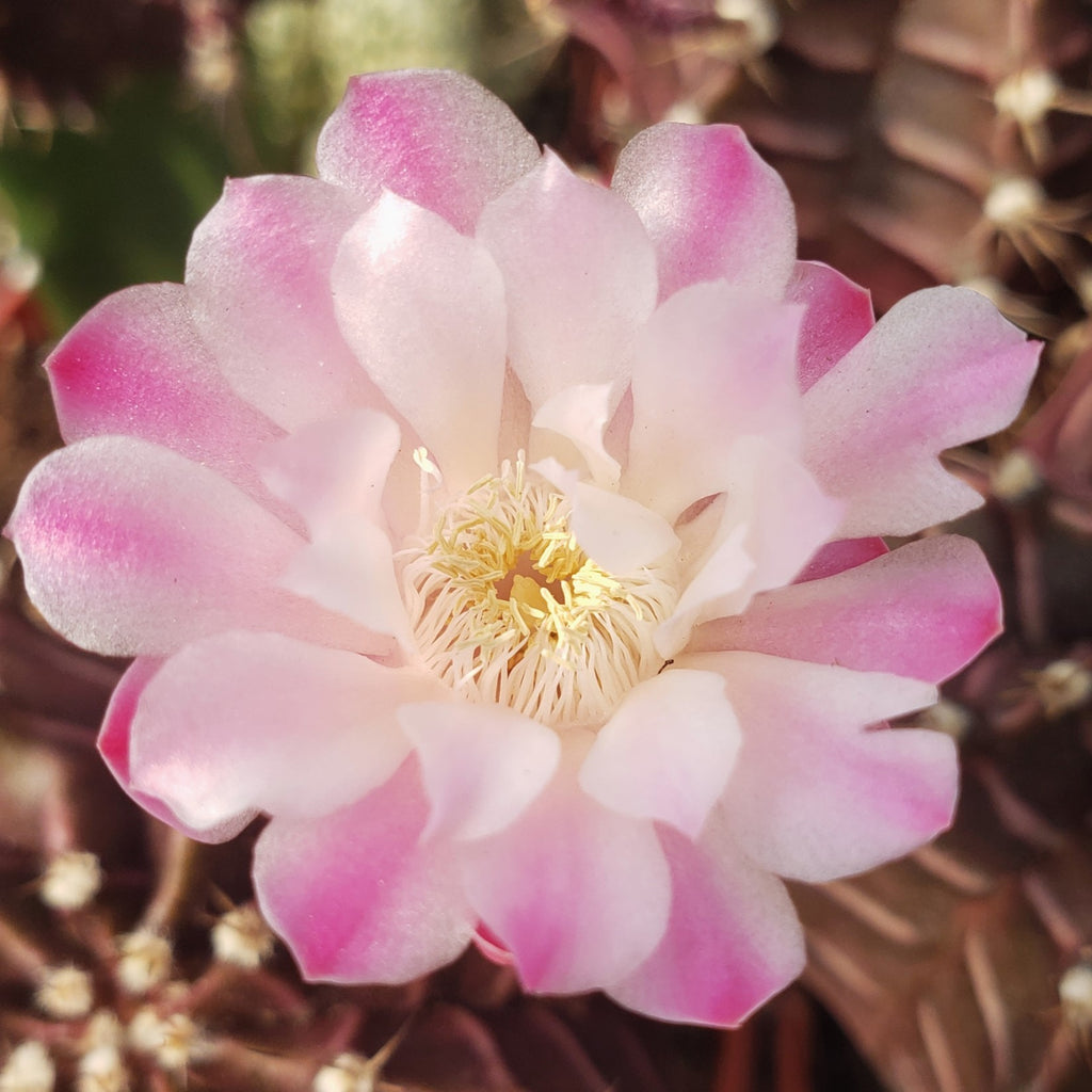 Grafted Purple Moon Cactus - Gymnocalycium mihanovichii Hibotan