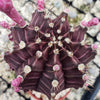 Grafted Purple Moon Cactus - Gymnocalycium mihanovichii Hibotan