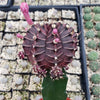 Grafted Purple Moon Cactus - Gymnocalycium mihanovichii Hibotan