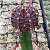 Grafted Purple Moon Cactus - Gymnocalycium mihanovichii Hibotan