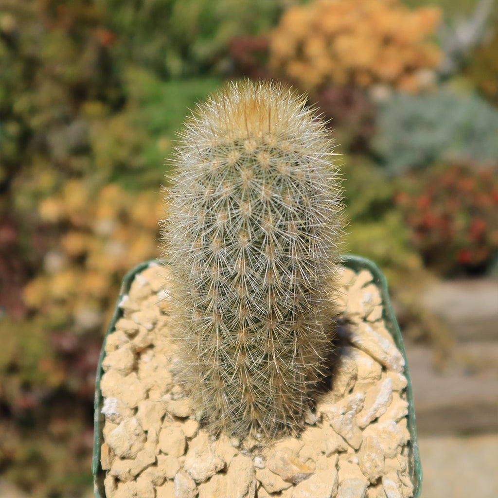 Haageocereus pseudomelanostele