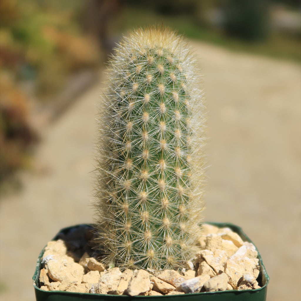 Haageocereus pseudomelanostele