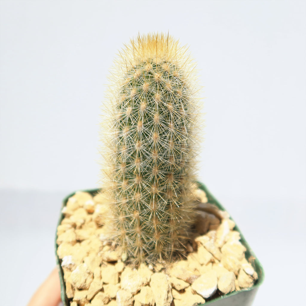 Haageocereus pseudomelanostele