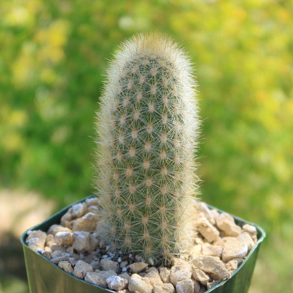 Haageocereus pseudomelanostele