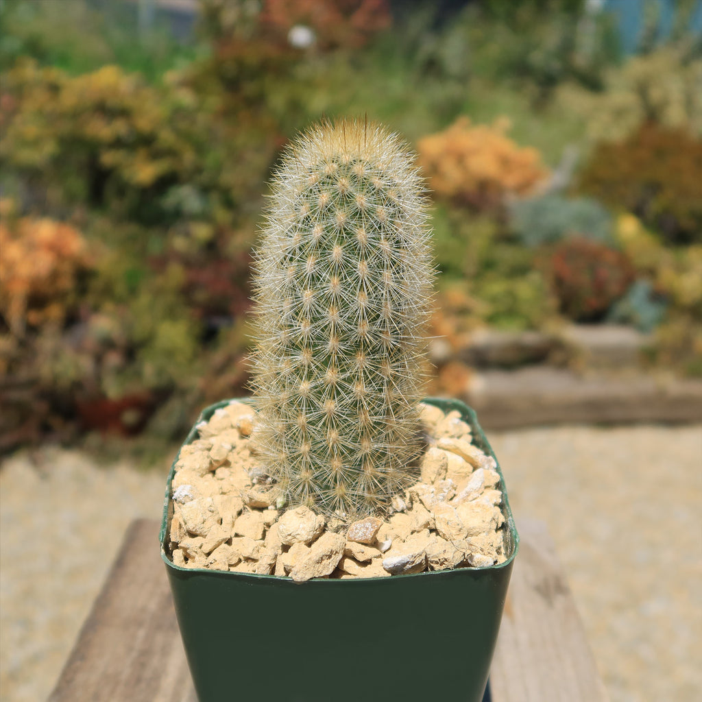 Haageocereus pseudomelanostele