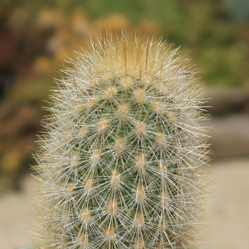 Haageocereus pseudomelanostele