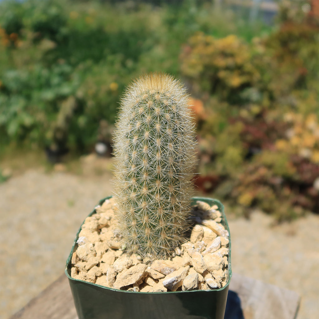 Haageocereus pseudomelanostele