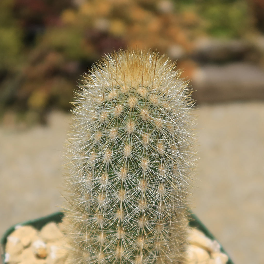 Haageocereus pseudomelanostele