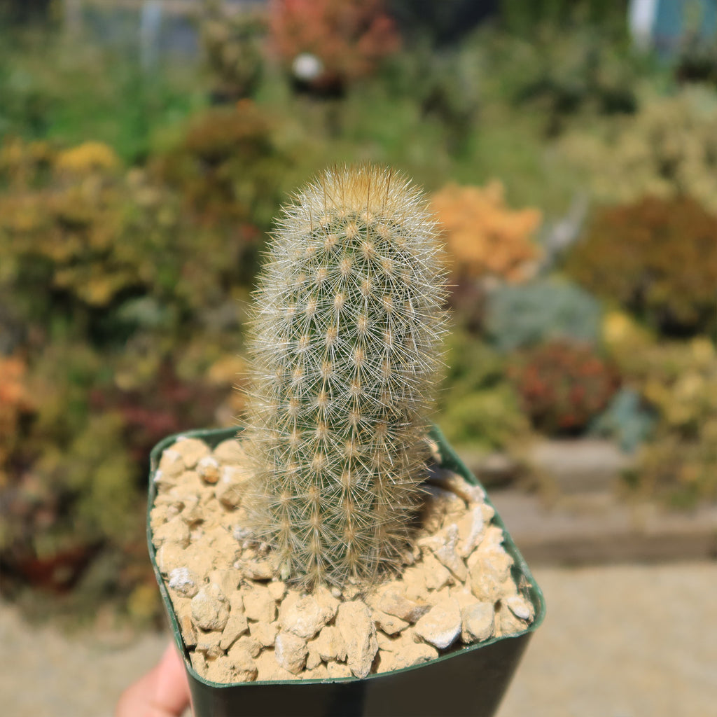 Haageocereus pseudomelanostele