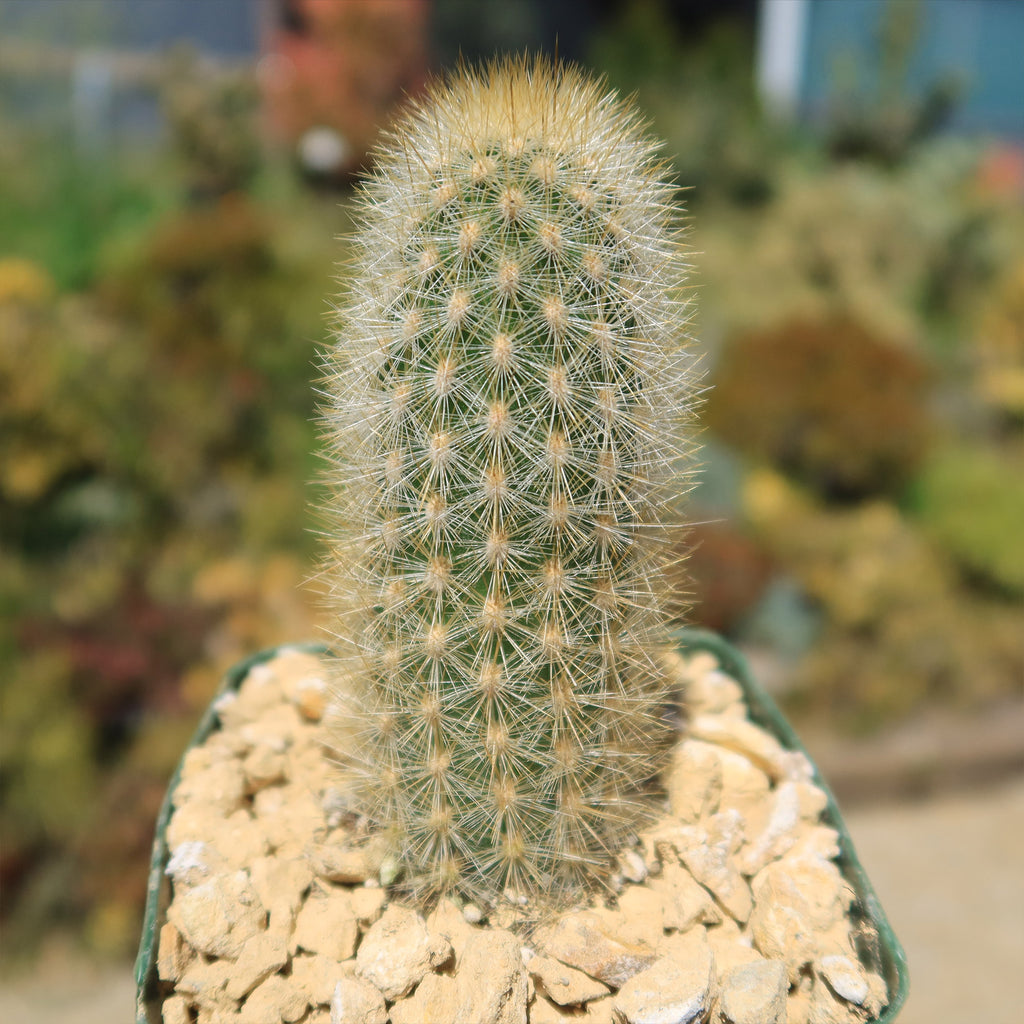 Haageocereus pseudomelanostele