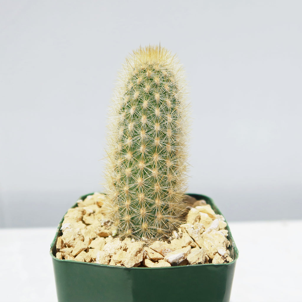 Haageocereus pseudomelanostele