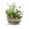 Decorative Half Moon Glass Bowl for Plants