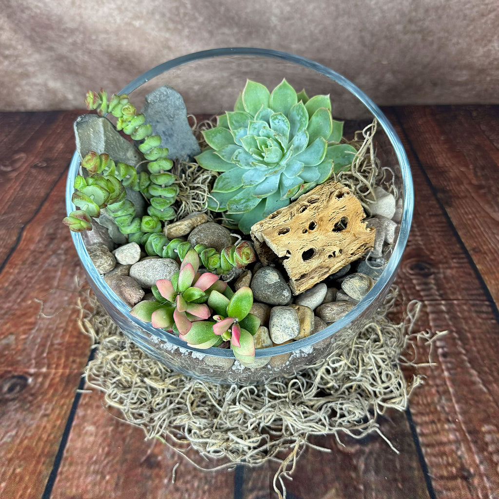 Half Moon Glass Succulent Terrarium DIY Kit - Includes 4 Plants, decorative rocks and more...
