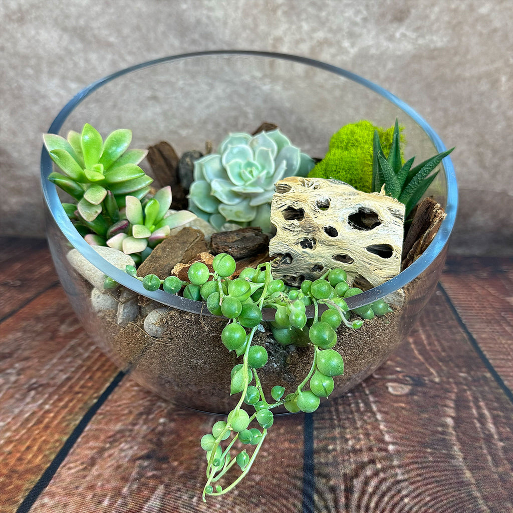 Half Moon Glass Succulent Terrarium DIY Kit - Includes 4 Plants, decorative rocks and more...
