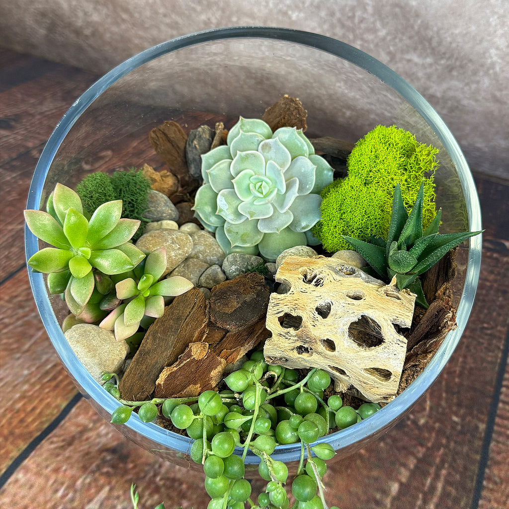 Half Moon Glass Succulent Terrarium DIY Kit - Includes 4 Plants, decorative rocks and more...