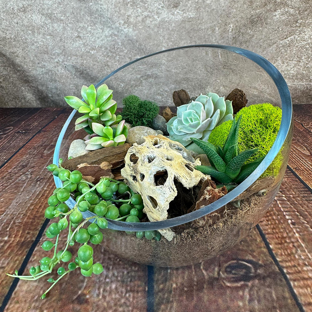 Half Moon Glass Succulent Terrarium DIY Kit - Includes 4 Plants, decorative rocks and more...