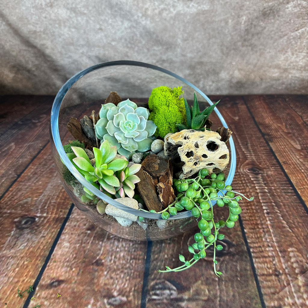 Half Moon Glass Succulent Terrarium DIY Kit - Includes 4 Plants, decorative rocks and more...